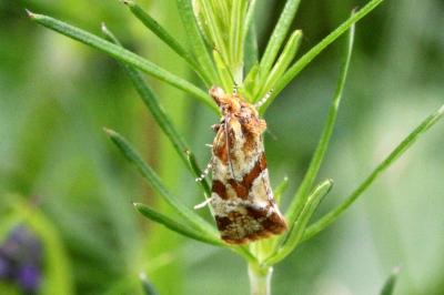 <i>Aethes hartmanniana</i>