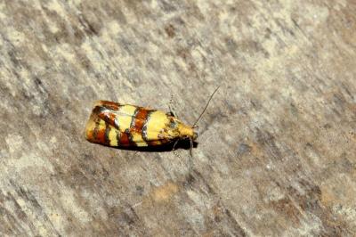 <i>Aethes tesserana</i>