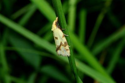 <i>Agapeta hamana</i>