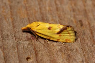 <i>Agapeta hamana</i>