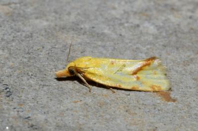 <i>Agapeta hamana</i>