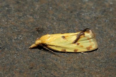 <i>Agapeta hamana</i>