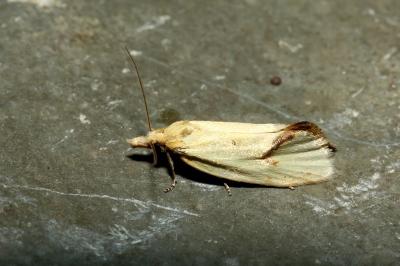 <i>Agapeta hamana</i>