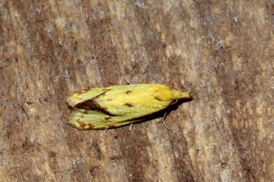 <i>Agapeta hamana</i>