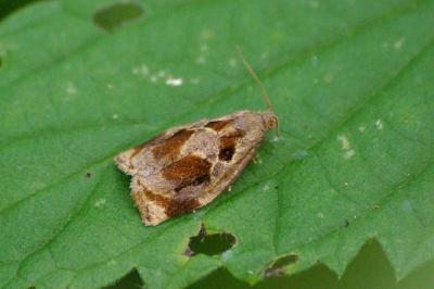 Archips crataegana