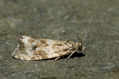<i>Celypha lacunana</i>