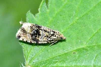 <i>Celypha lacunana</i>