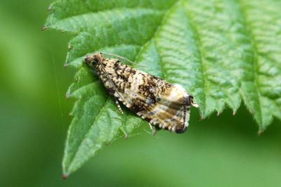 <i>Celypha lacunana</i>