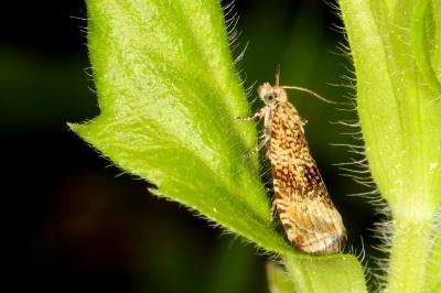 <i>Celypha lacunana</i>