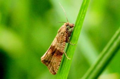 <i>Celypha striana</i>