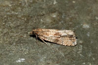 <i>Celypha striana</i>