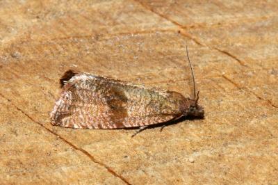 <i>Celypha striana</i>