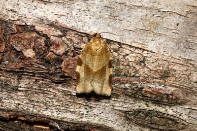 <i>Choristoneura hebenstreitella</i>