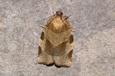 <i>Choristoneura hebenstreitella</i>