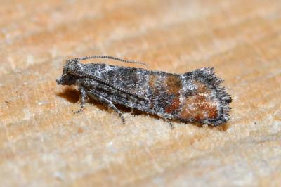 <i>Clavigesta purdeyi</i>
