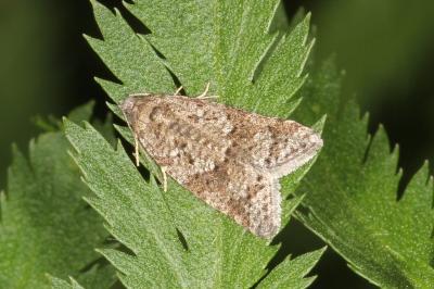<i>Cnephasia</i>