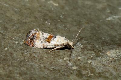 <i>Neocochylis hybridella</i>