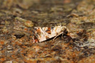 <i>Neocochylis hybridella</i>
