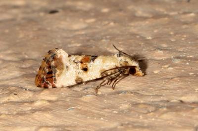 <i>Neocochylis hybridella</i>