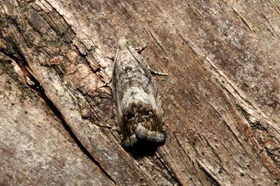 <i>Cydia splendana</i>