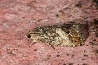 <i>Cydia splendana</i>