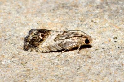 <i>Cydia splendana</i>