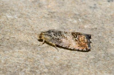 <i>Cydia splendana</i>