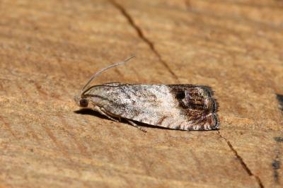 <i>Cydia splendana</i>