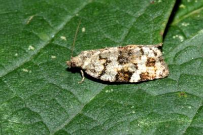 <i>Dichelia histrionana</i>