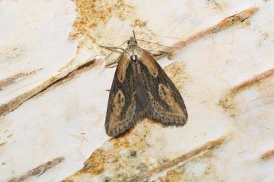 <i>Doloploca punctulana</i>