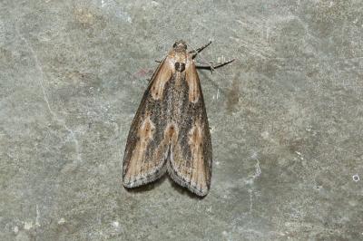 <i>Doloploca punctulana</i>