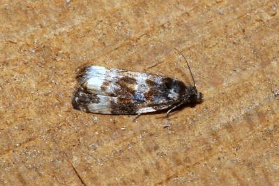 <i>Endothenia</i>