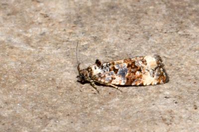 <i>Endothenia</i>
