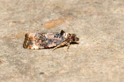 <i>Endothenia</i>