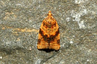 <i>Epagoge grotiana</i>