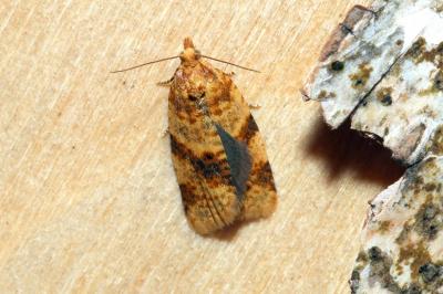 <i>Epagoge grotiana</i>