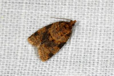 <i>Epagoge grotiana</i>
