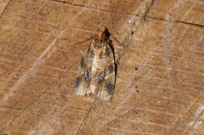<i>Epagoge grotiana</i>