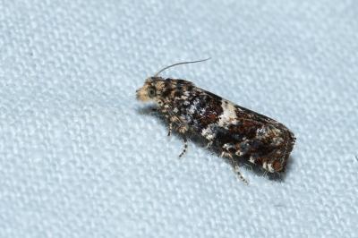 <i>Epiblema costipunctana</i>