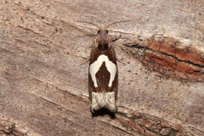 <i>Epiblema foenella</i>