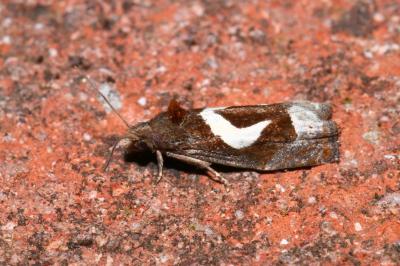 <i>Epiblema foenella</i>