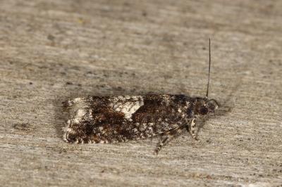 <i>Epinotia immundana</i>