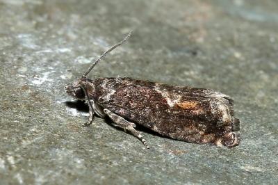 <i>Epinotia immundana</i>