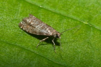 <i>Epinotia tedella</i>