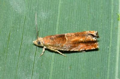 <i>Epinotia tenerana</i>