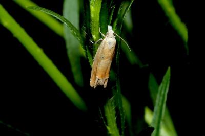 <i>Eucosma conterminana</i>