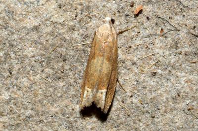 <i>Eucosma conterminana</i>
