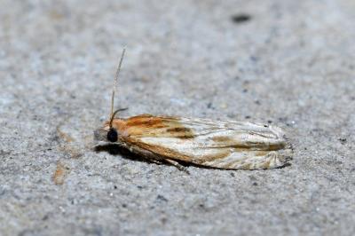 <i>Eucosma gr. cana</i>