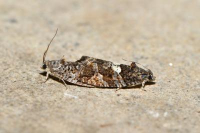 <i>Eudemis profundana</i>