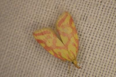 <i>Hypercallia citrinalis</i>